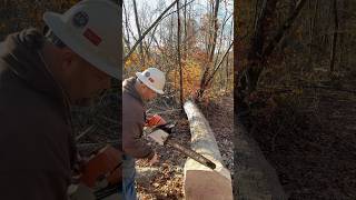 PROPER CHAINSAW CHAIN TENSION drafthorses logging stihl horselogging mules mulelogging [upl. by Attenehs175]