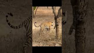 Ranthambore Safari Sawai Madhopur Tiger Reserve Viral Video ranthamborenationalpark [upl. by Harman430]