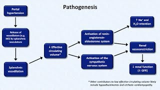 Hepatorenal Syndrome [upl. by Sucramd976]