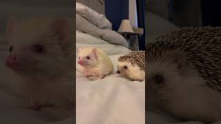 Hedgehog 🦔 1019 shorts hedgehog stickyHedgehog cutehedgehogs hedgehoglove [upl. by Moyer750]