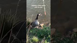 Helping a baby goose with my dad [upl. by Anirac928]