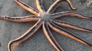 Huge Starfish Walking On The Beach  Dogtooth Media [upl. by Idihsar]