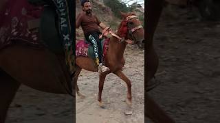 Horse rider training horse horselover horseriding redhorse punjabi trending ytshort [upl. by Jorie]