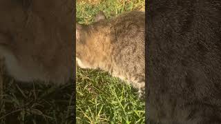 Pudgy ate the whole thing ratkiller catvideos farmlife [upl. by Salvador]