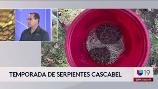 Tener precaución con las serpientes de cascabel en los campos agrícolas [upl. by Nohtan121]