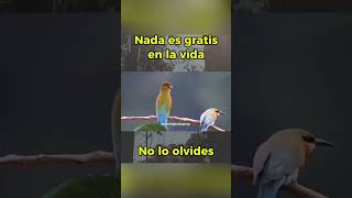 Nada es gratis 🤔viralreelsシ pajaros aves viralvideoシ [upl. by Ainslee571]