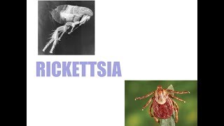 Rickettsia microbiology summarized [upl. by Nyrb]