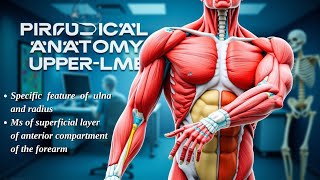 Anatomy Practical of MSK upper limb part 5 [upl. by Prader]