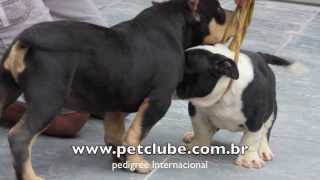 American Bully Pocket Extreme Pitbull Blue Amichetti Pax original american bully 100 Gottyline [upl. by Caesar550]