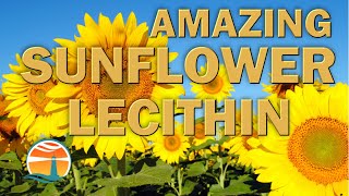 Amazing Sunflower Lecithin [upl. by Nossyla118]