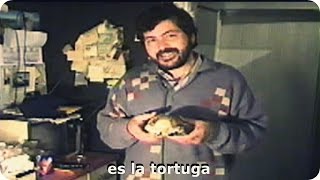 Taxidermia de la tortuga mas muerta de la historia [upl. by Blanca]