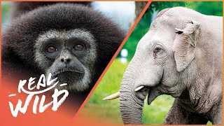 Saving Indonesias Elephants and Gibbons 4K  1000 Days For The Planet [upl. by Ludly]