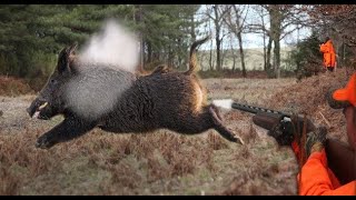 Best Of Wild Boar Hunting shots [upl. by Decker]