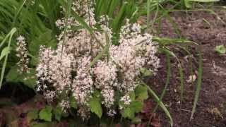 Tiarella cordifolia  Schaumblüte Foam Flower [upl. by Rosenthal]