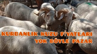 Kurbanlık fiyatları çakıldı Canlı hayvan pazarındayız çiftçi kuzu tarım [upl. by Sirahs]