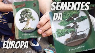 Bonsai CHINENSIS e THUNBERGII da europa [upl. by Stein]