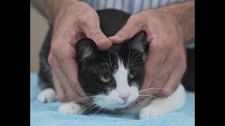 How to pick up a cat like a pro  Vet advice on cat handling [upl. by Reniti]