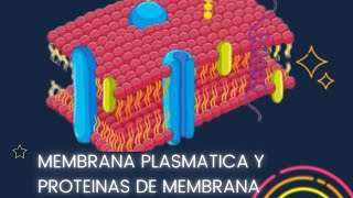 Membrana plasmatica y proteinas plasmaticas  estructura y funciones de la membrana plasmática [upl. by Nalahs274]