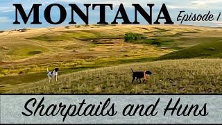 Montana 23 pt1 Sharptails and HUNS Everywhere [upl. by Matejka]