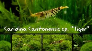 Caridina cantonensis sp Tiger [upl. by Berry]