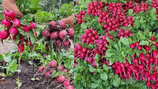 Cultivo de Rábanos en  verano  La Huerta En El Campo [upl. by Suzi]