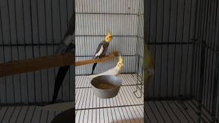 Cookie Song Cockatiel  Cockatiel Singing cockatiel [upl. by Airdnal]