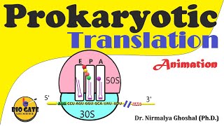 Prokaryotic Translation Protein synthesis in bacteria animation [upl. by Ellehcsor274]