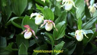 Hardy Ladys Slipper Orchids in the Garden 3 [upl. by Eveam736]