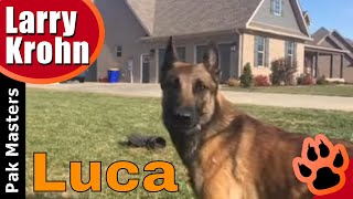 Amazingly obedient dog  Luca the super Malinois [upl. by Maltz946]