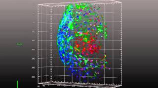 ZEISS Lightsheet Z1 Hepatocyte Spheroid Imaging [upl. by Camel]