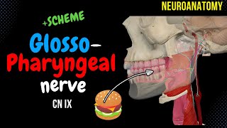 CN 9 Glossopharyngeal nerve SIMPLE Scheme  Visuals [upl. by Anhoj]