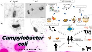 Campylobacter microbiology lecture  Campylobacter coli Easy Microbiology [upl. by Greenebaum]