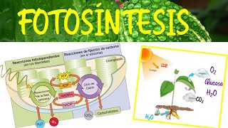 Fotosíntesis ‐ Biología  Semana 5 [upl. by Ettennaj]