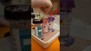 How To Prepare A Skin Cytology Using Tape shorts [upl. by Christiana]