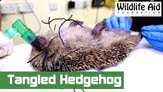 Hedgehog Gets Saved From Being Strangled [upl. by Nihahs786]