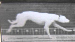 muybridge dog running [upl. by Aicilas]