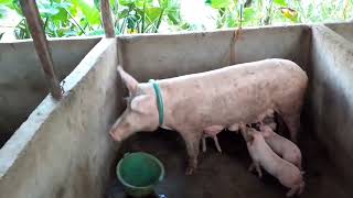 PIGGERY FARM 🐖 backyard life in bukidnon [upl. by Kcarb5]