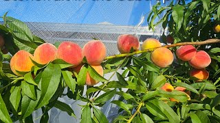 Stonefruit in the subtropics and why you should grow them garden fruit rarefruit [upl. by Hnao]