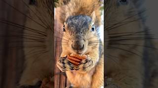 What a perfect pecan sounds like to Squirrel Momma Faux animals friends eating food feed asmr [upl. by Lecroy859]