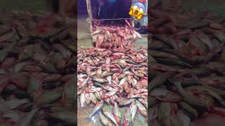 سردار عمران حیدر خان SARDAR IMRAN HAIDER KHAN MAHOORA M DAWOOD FISH MANDI mandlafishshop fishing [upl. by Sherrie]