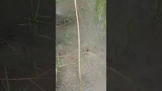 Hooked fish at rice fieldfish fishingvideo fishing hooked ricefieldreels shorts [upl. by Ativahs35]