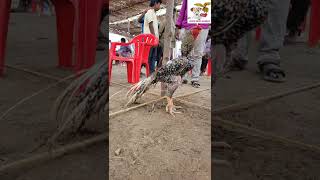 Dindigul kilimooku seval Show2022 seval pets kilimooku [upl. by Scrivenor]