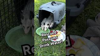 Adorable Baby Possums Drink After Being Rescued [upl. by Jorrie]