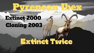 EXTINCT 2 TIMES  The Pyrenean Ibex That Went Extinct Twice extinction ibexhunting [upl. by Woodsum]