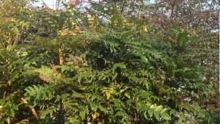 Mahonia Japonica [upl. by Bethel]