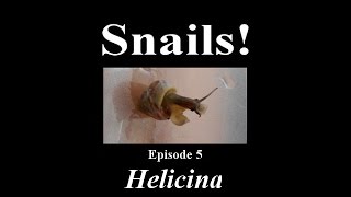 Snails Helicina in Naples FL  Ep 5 [upl. by Wertheimer984]