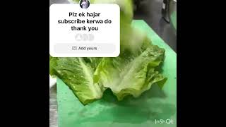 Cutting skilled romaine lettuce shorts comedy thekapilshrmashow comedynightswithkapil [upl. by Ysak58]