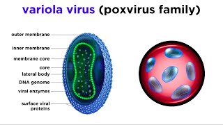 Smallpox Variola Virus [upl. by Tran]