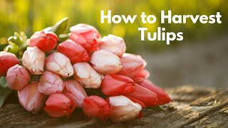 How to Harvest Tulips  Longfield Gardens [upl. by Charmion635]