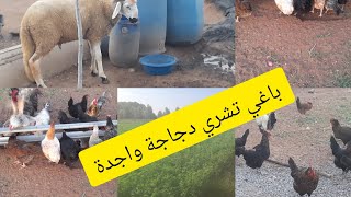 دجاجة بياضة واجدة خدم على البيض  الثمن طالع ديال البيض🐓🥚 [upl. by Ellennoj]